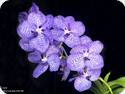 Vanda coerulea KOK 418